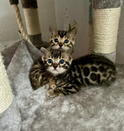 Zwei bengalische Kätzchen mit Stammbaum zu verkaufen