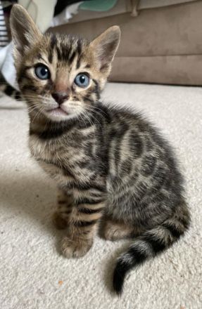 Zwei bengalische Kätzchen mit Stammbaum zu verkaufen