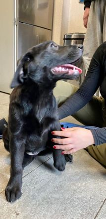 Reinrassige Labrador Welpen schwarz und braun