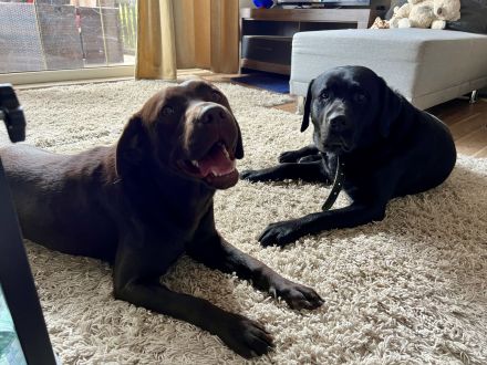 Reinrassige Labrador Welpen schwarz und braun