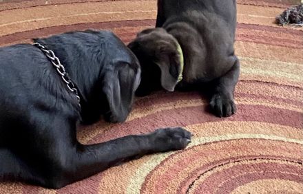 Reinrassige Labrador Welpen schwarz und braun