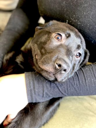 Reinrassige Labrador Welpen schwarz und braun