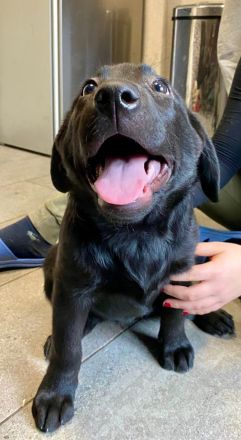 Reinrassige Labrador Welpen schwarz und braun