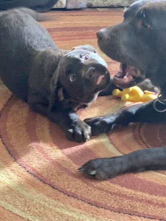 Reinrassige Labrador Welpen schwarz und braun