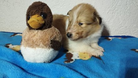 Langhaar Collie Welpen v VDH Züchter Ahnentafel