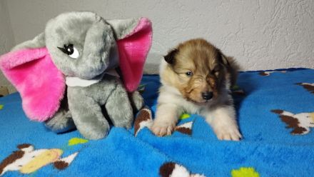 Langhaar Collie Welpen v VDH Züchter Ahnentafel