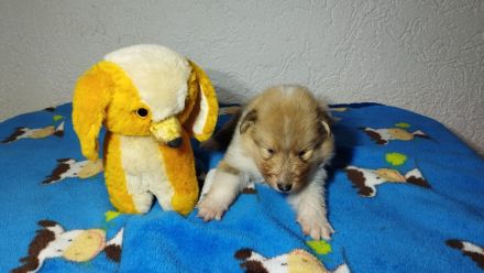 Langhaar Collie Welpen v VDH Züchter Ahnentafel