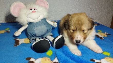 Langhaar Collie Welpen v VDH Züchter Ahnentafel