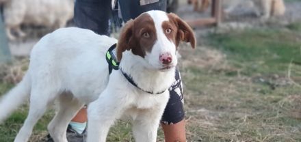 Triggie - Junghund ca 55cm, 20kg, Jagdhundmix