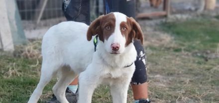 Triggie - Junghund ca 55cm, 20kg, Jagdhundmix