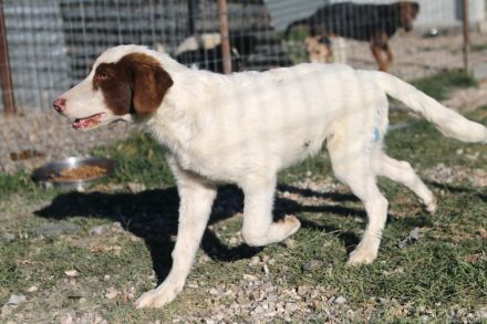Triggie - Junghund ca 55cm, 20kg, Jagdhundmix