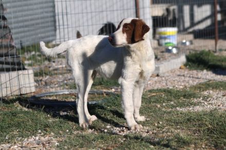 Triggie - Junghund ca 55cm, 20kg, Jagdhundmix