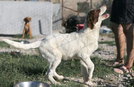 Triggie - Junghund ca 55cm, 20kg, Jagdhundmix