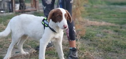 Triggie - Junghund ca 55cm, 20kg, Jagdhundmix