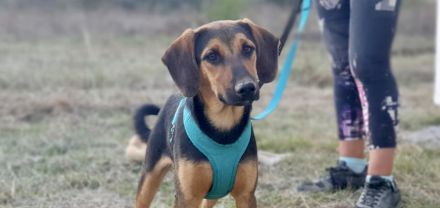Erikos - ein schüchterner freundlicher Kerl, 1 Jahr, 45cm