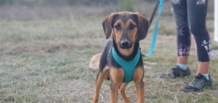 Erikos - ein schüchterner freundlicher Kerl, 1 Jahr, 45cm