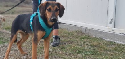 Erikos - ein schüchterner freundlicher Kerl, 1 Jahr, 45cm