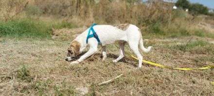 Aidan suchen ein Zuhause, Mischling, geb.11-2022