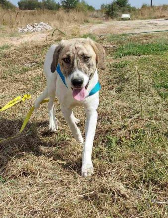 Aidan suchen ein Zuhause, Mischling, geb.11-2022