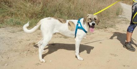 Aidan suchen ein Zuhause, Mischling, geb.11-2022