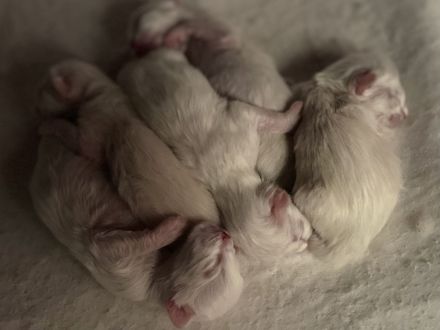 Ragdoll Birma Kitten