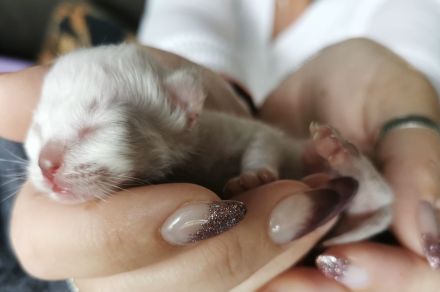 Ragdoll Birma Kitten