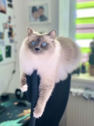 Ragdoll Birma Kitten