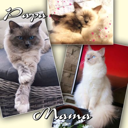 Ragdoll Birma Kitten