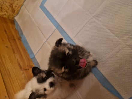 Wunderschöne Spitzwelpen