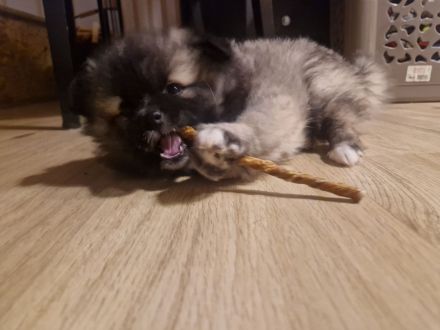 Wunderschöne Spitzwelpen