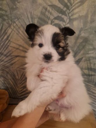 Wunderschöne Spitzwelpen