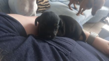 Jack Russell Terrier Mix Welpen