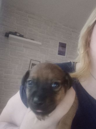 Jack Russell Terrier Mix Welpen