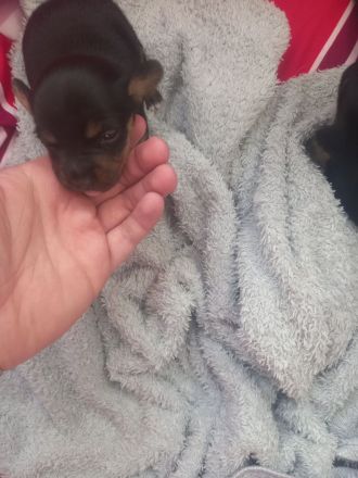 Jack Russell Terrier Mix Welpen