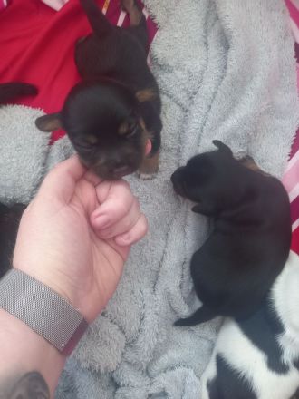 Jack Russell Terrier Mix Welpen