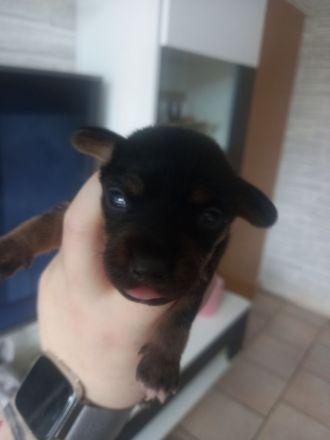 Jack Russell Terrier Mix Welpen