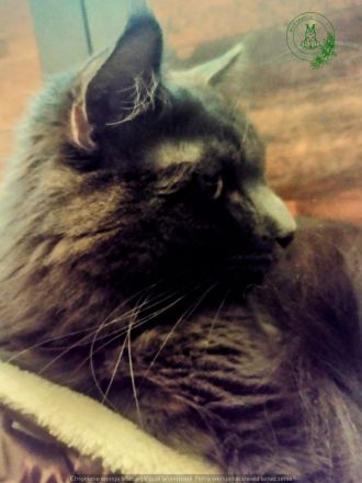 Deckkater MAINE COON MIT STAMMBAU