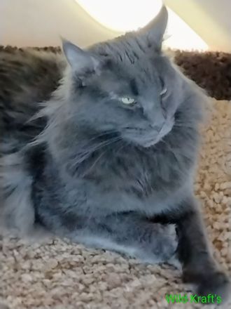 Deckkater MAINE COON MIT STAMMBAU