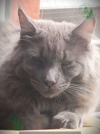 Deckkater MAINE COON MIT STAMMBAU