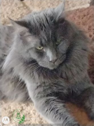 Deckkater MAINE COON MIT STAMMBAU