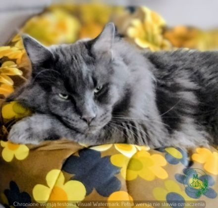 Deckkater MAINE COON MIT STAMMBAU