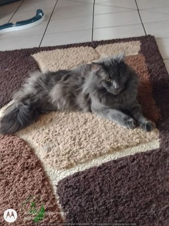 Deckkater MAINE COON MIT STAMMBAU