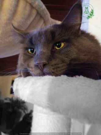 Deckkater MAINE COON MIT STAMMBAU