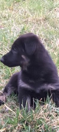 Deutsche Schäferhund Welpen