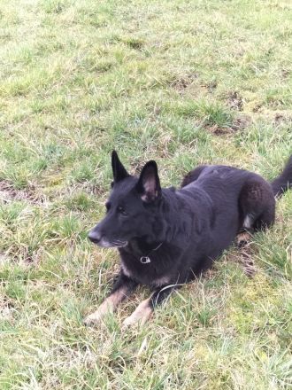 Deutsche Schäferhund Welpen