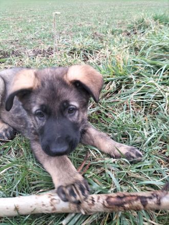 Deutsche Schäferhund Welpen