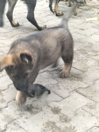 Deutsche Schäferhund Welpen