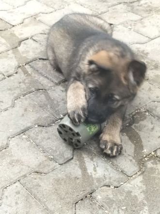 Deutsche Schäferhund Welpen