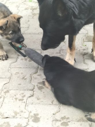 Deutsche Schäferhund Welpen