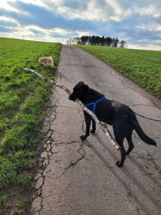 Labradormix dringend abzugeben